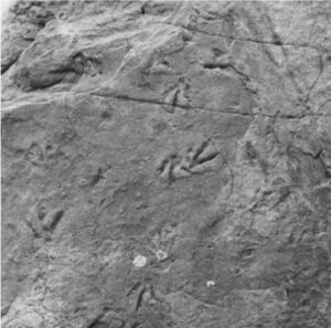 Fossils in Our Backyard