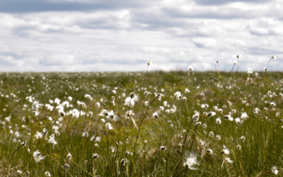 Rooted in Systems: Programs Connected